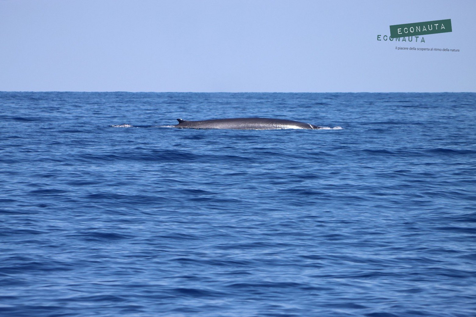 balenottera e montecristo 3