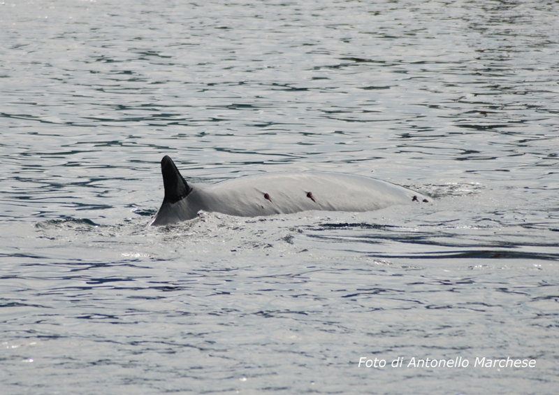 balene 14 ottobre 2013 foto Marchese