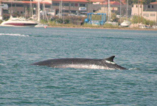 balena in rada 2 lav