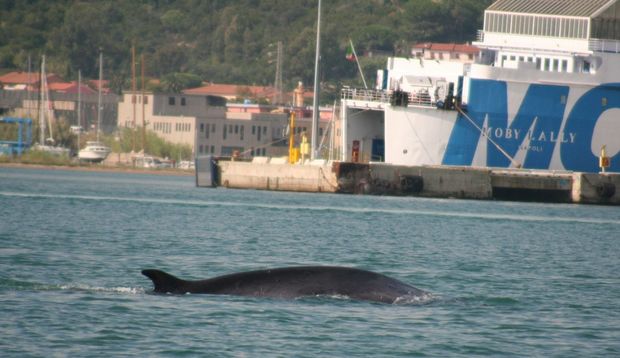 balene in rada 3 lav