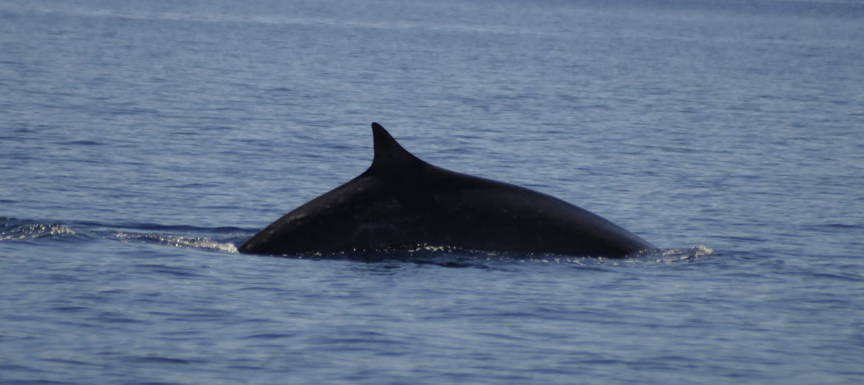 balene e delfini (4)