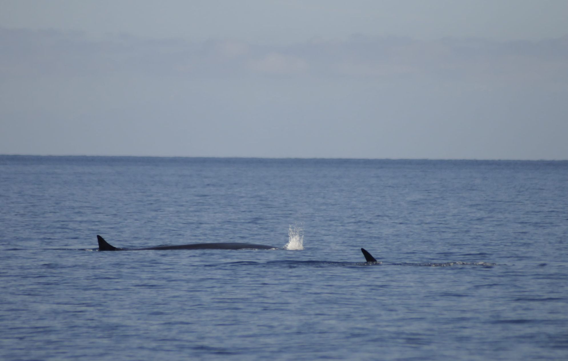 balene e delfini (6)
