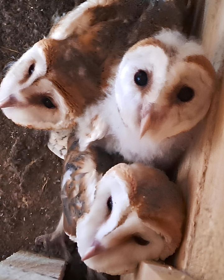 barbagianni pianosa piccoli