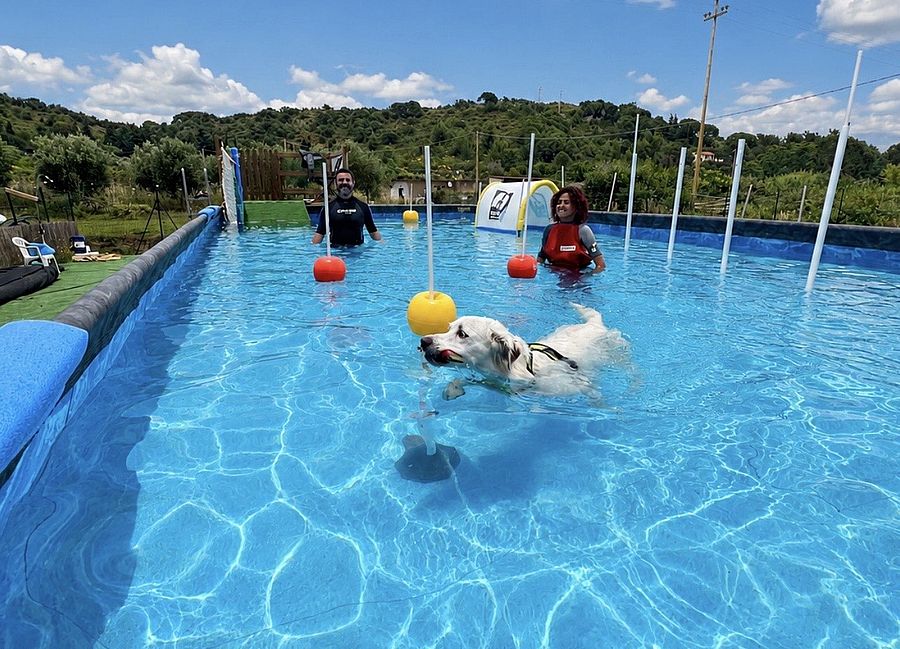 The Bark Park piscina