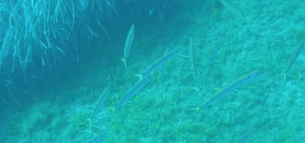 barracuda Giannutri 620