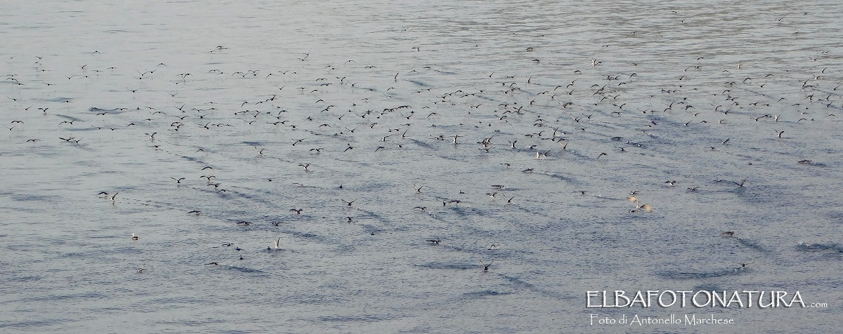 copertina berte minori 25 aprile foto marchese