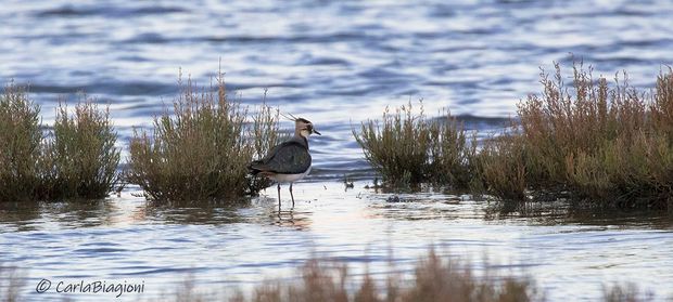 biagioni zona umida cope