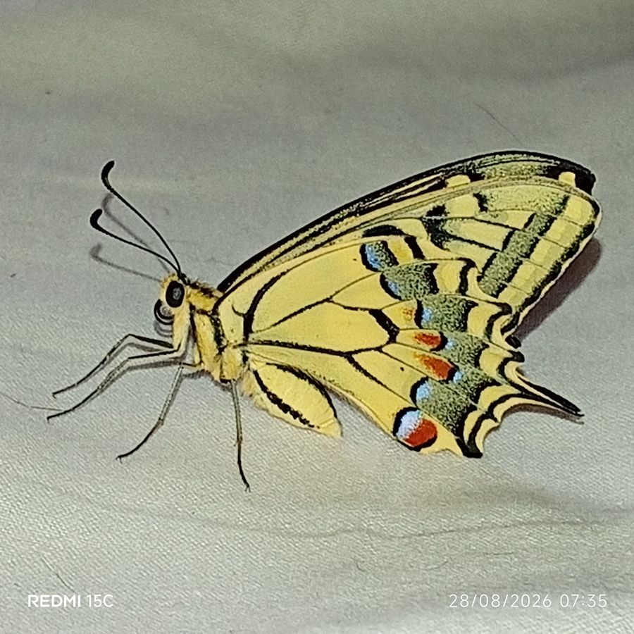 farfalla 4