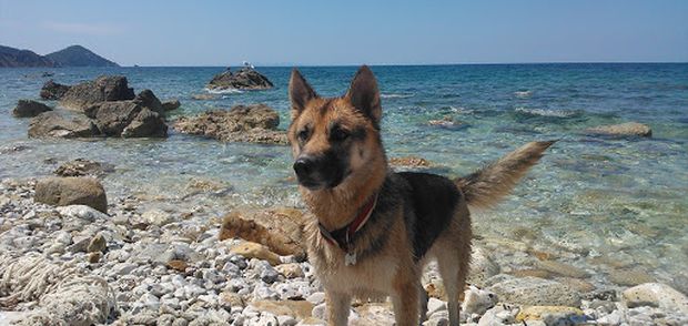 cane spiaggia rre
