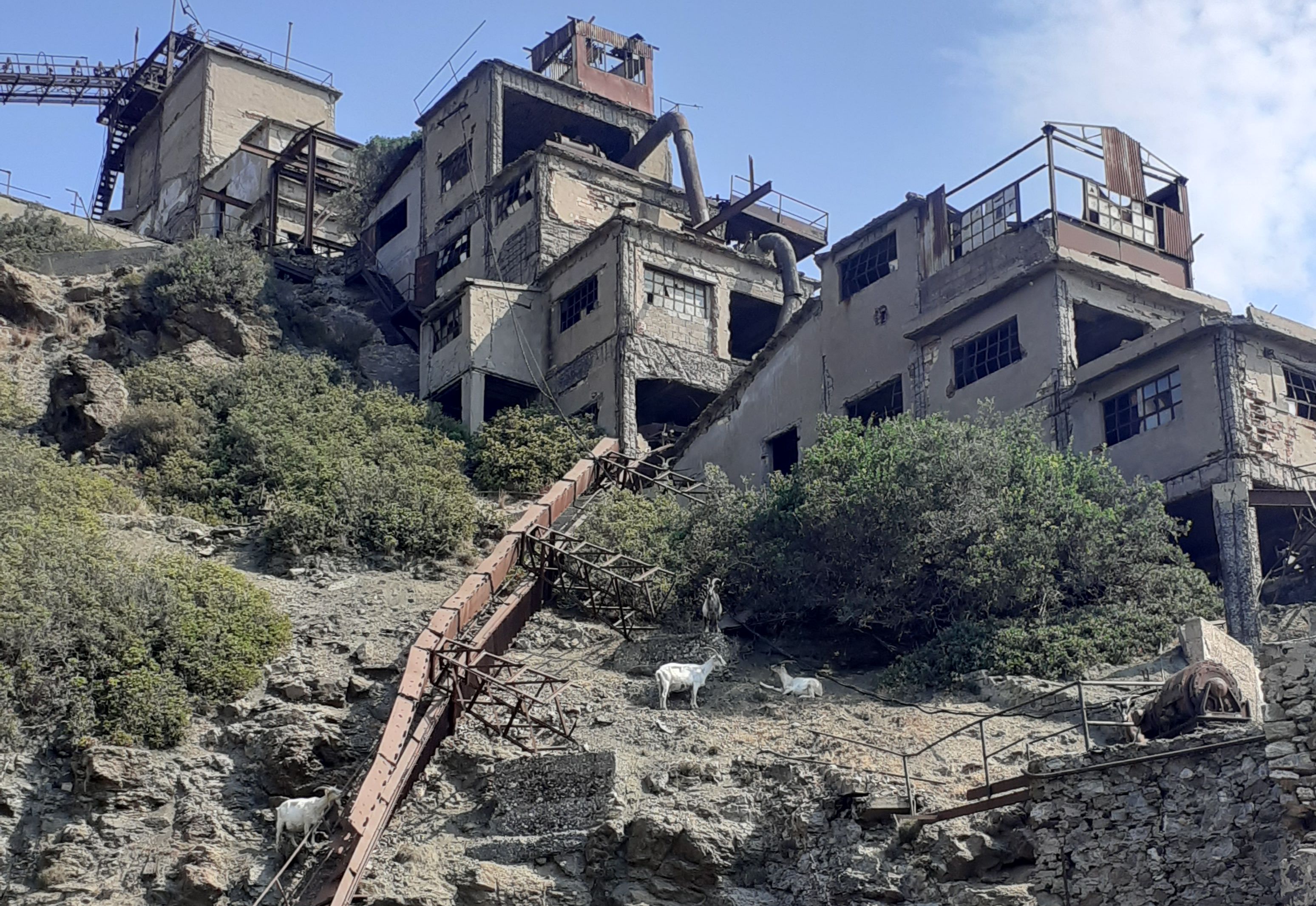 capre miniera del Ginevro