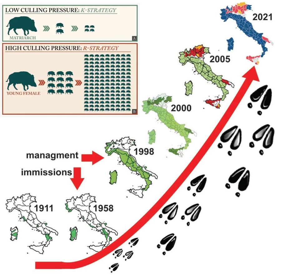 cinghiale studio caccia aaf1be57