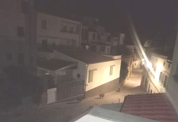 cinghiali a san piero