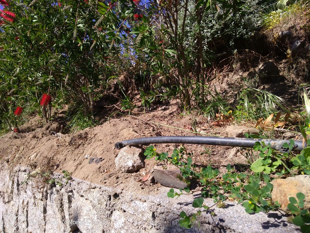 danni cinghiali sant andrea 1