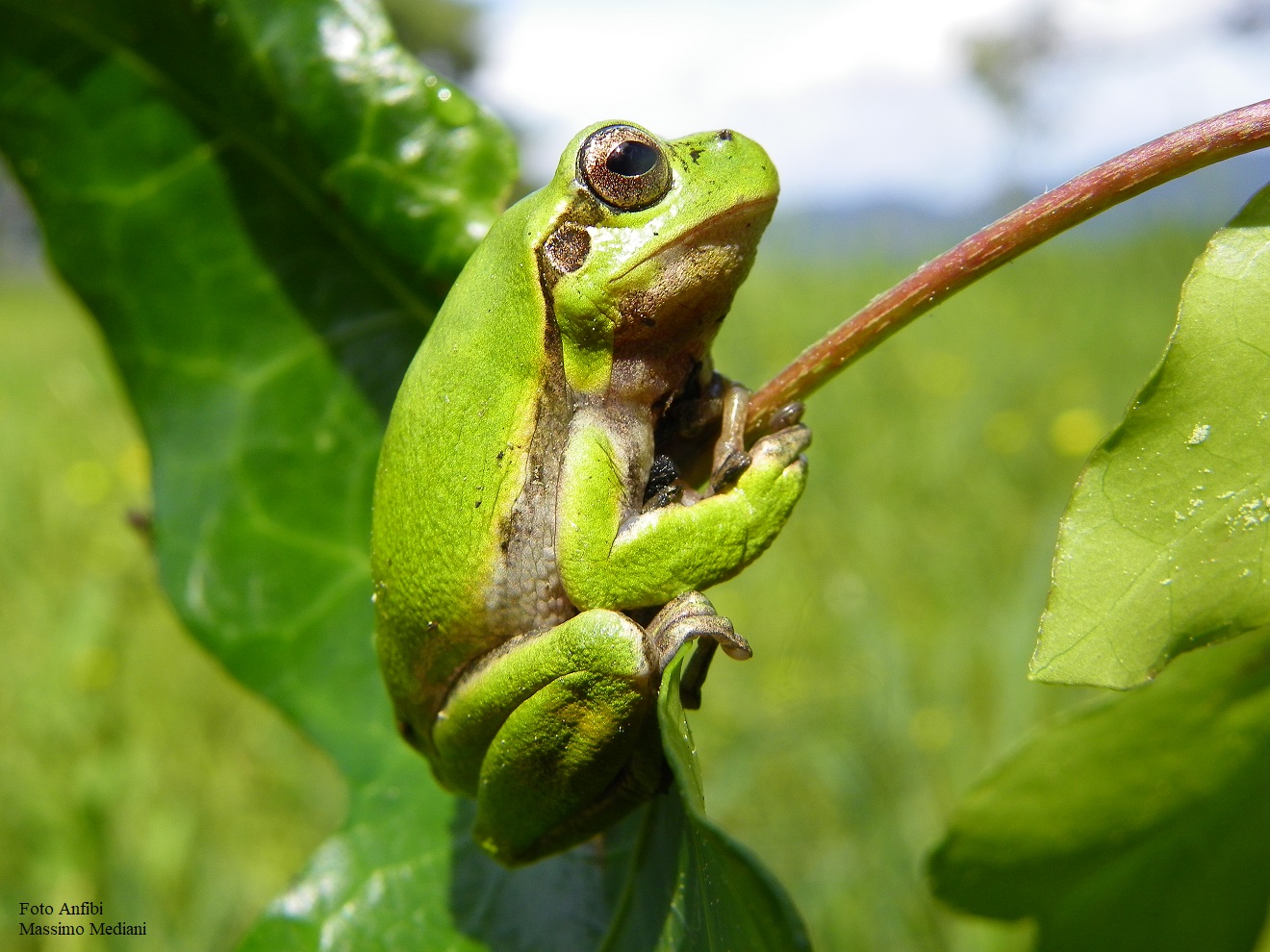 Foto Anfibi Massimo mediani