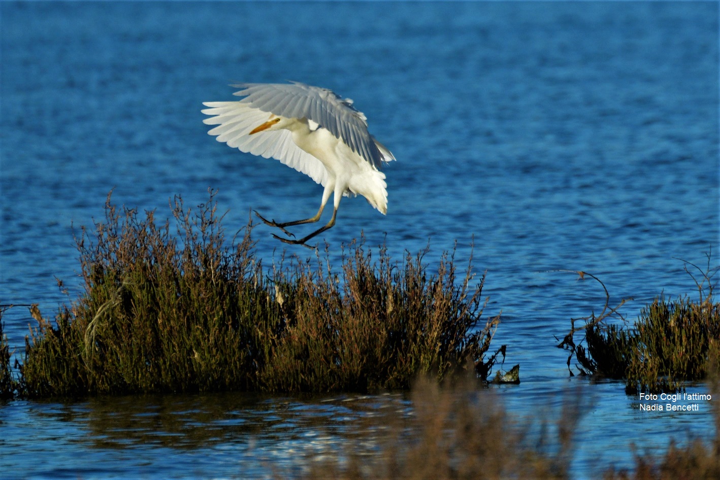 Foto Cogli l'attimo Nadia Bencetti