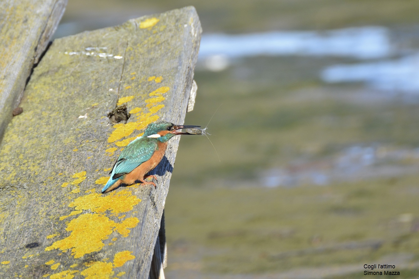 Foto Cogli l'attimo Simona Mazza