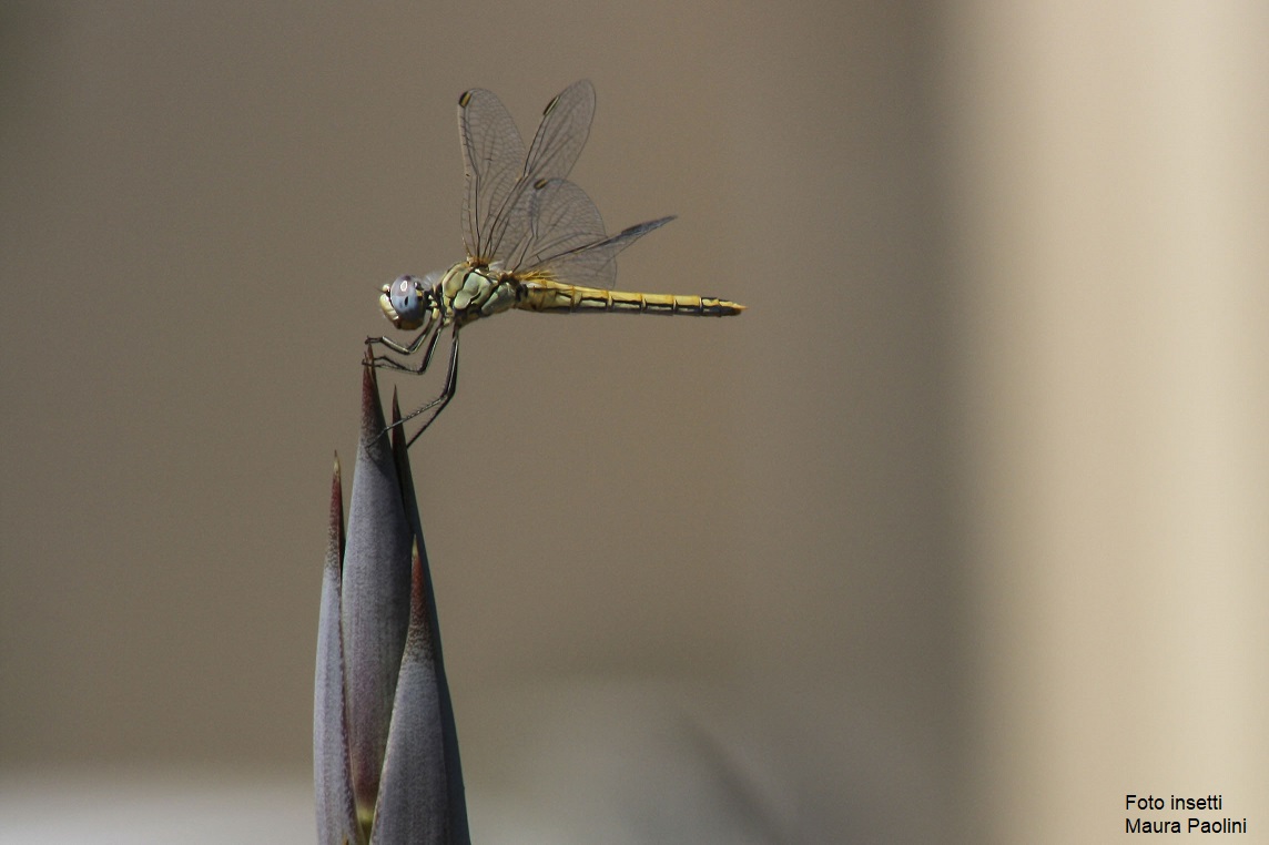 Foto Insetti Maura Paolin i