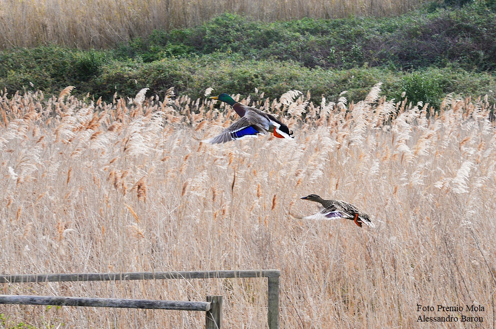 Foto Premio MOla Alessandro Baron