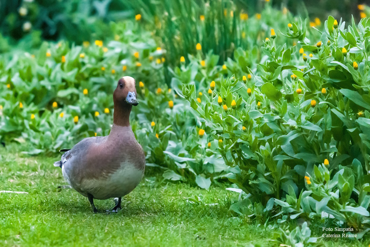 Foto Simpatia Caterina Reame