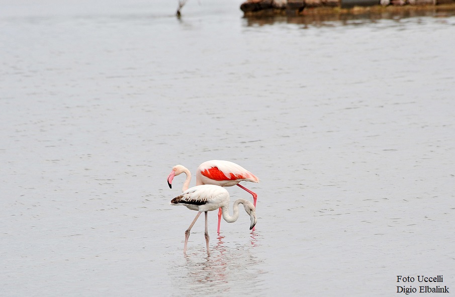 Foto Uccelli Digio Elbalink