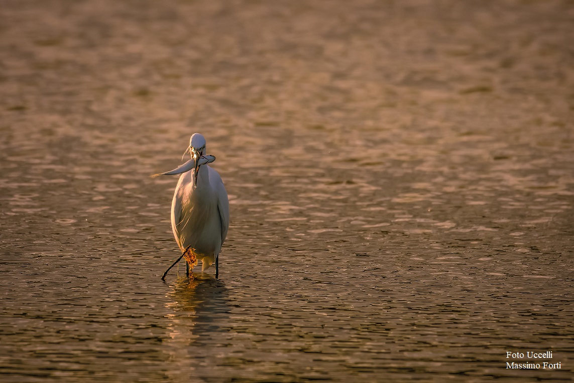 Foto Uccelli Massimo Forti