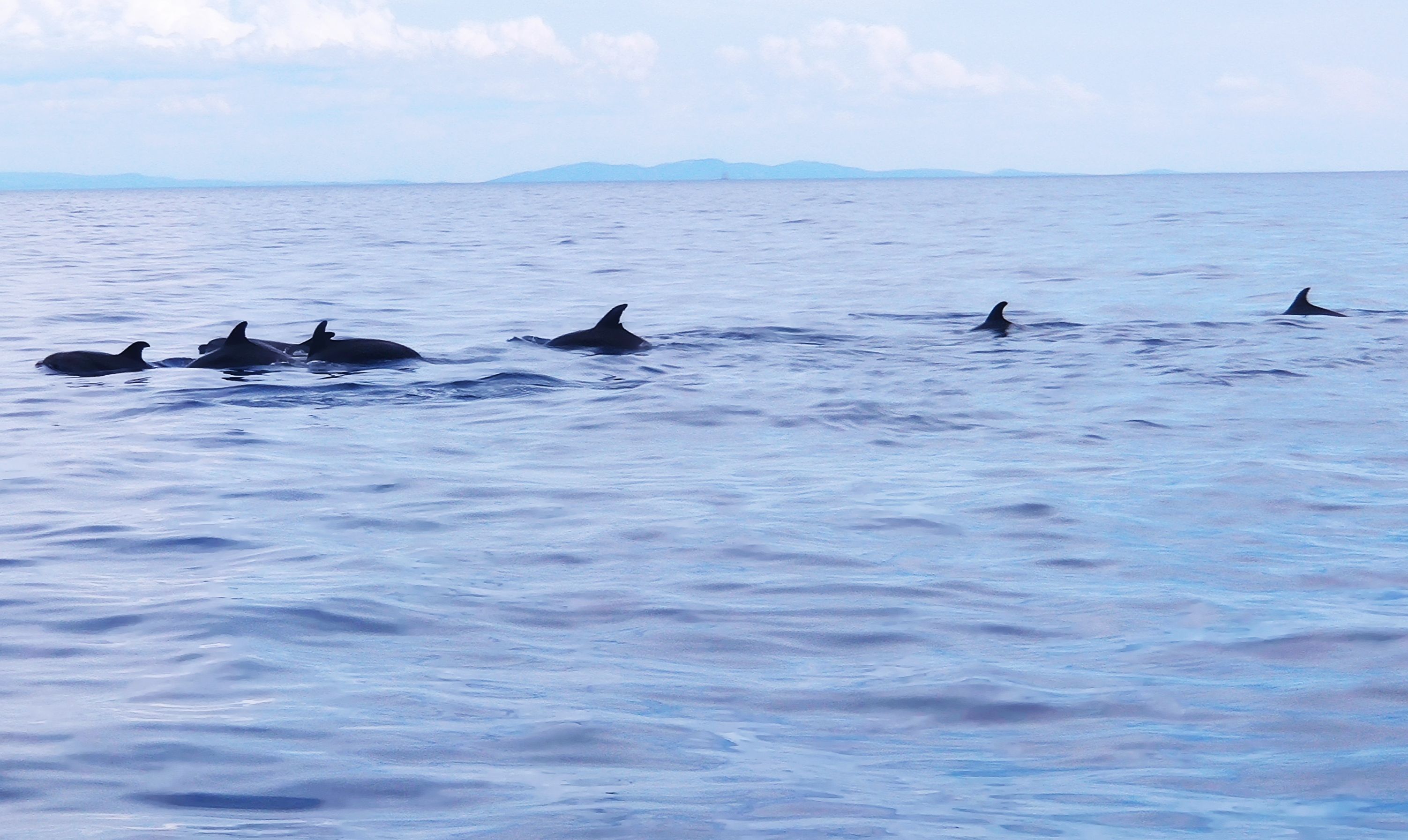 delfini caterina contin mola