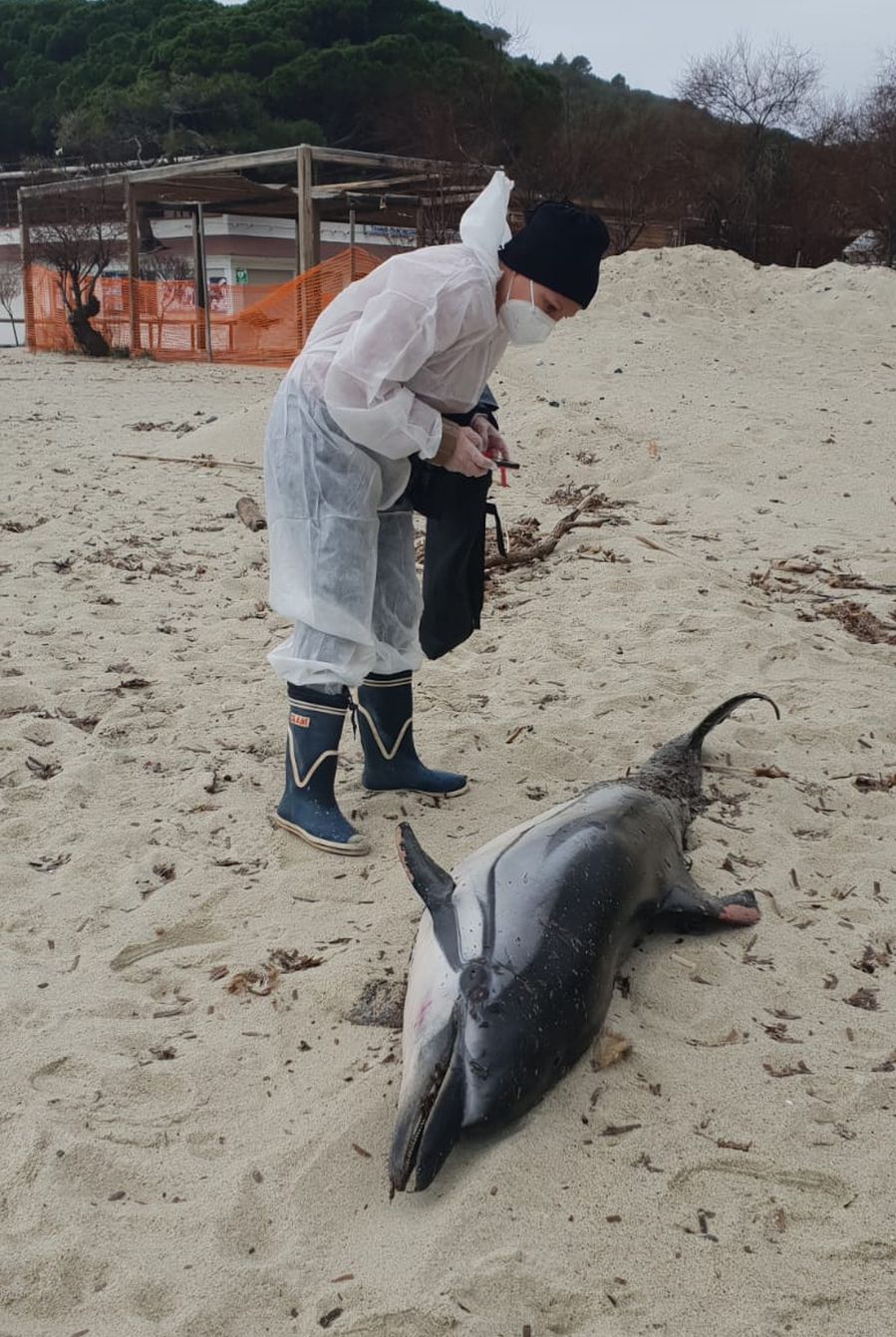 delfino spiaggiato rr