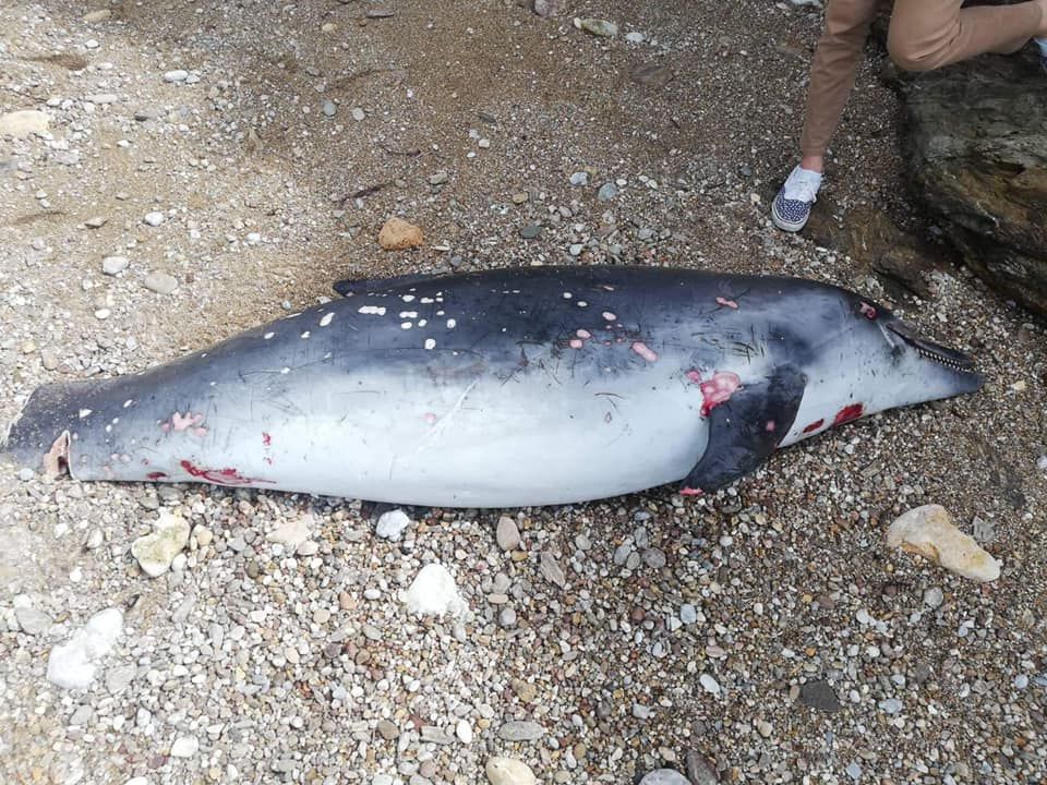 delfino spiaggiato capoliveri 11