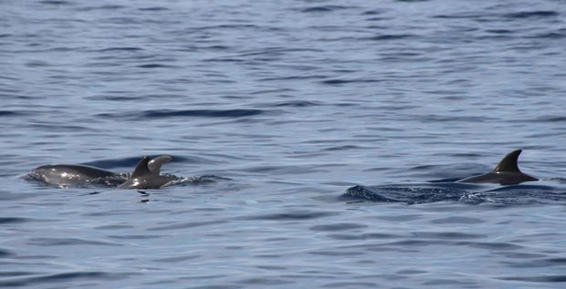 delfino costiero 620