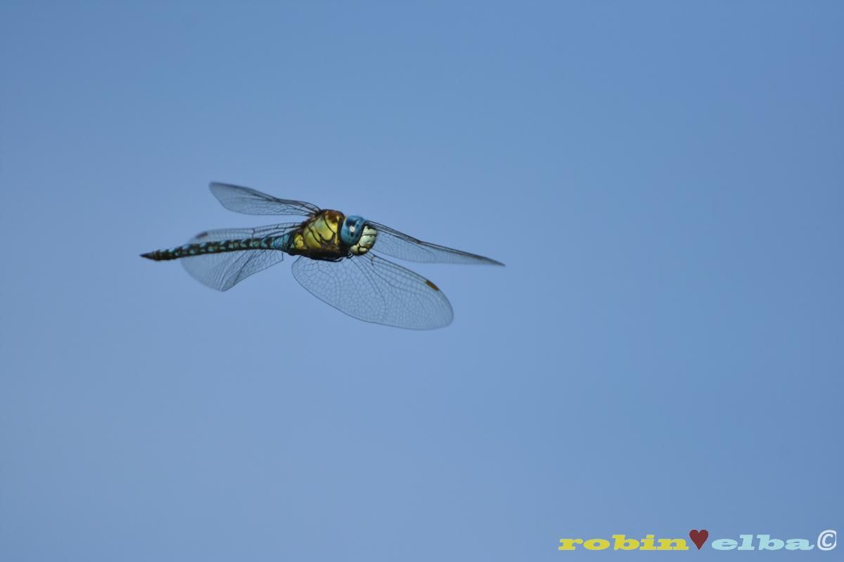 dragone occhi blu grande