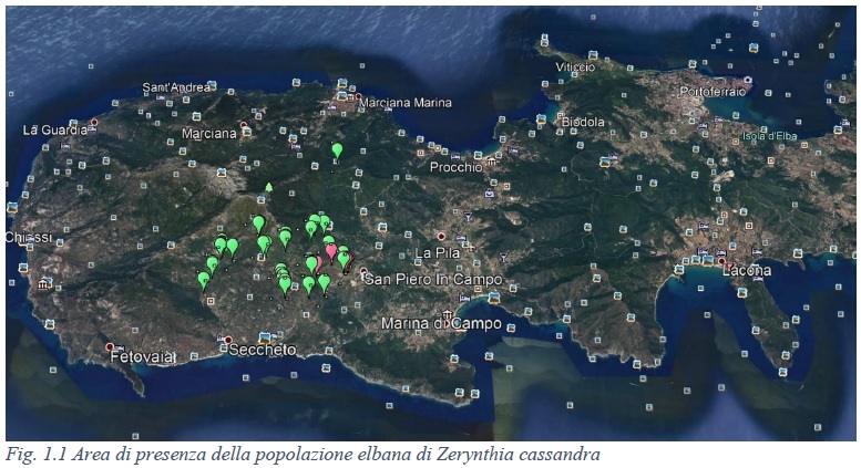 Zerinthya cassandra area