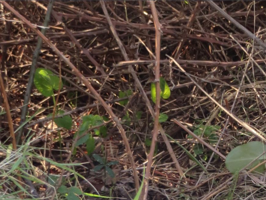 Zerynthia Aristolochie rovi