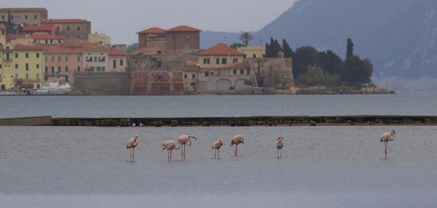 fenicotteri Enrico Gambelunghe 620