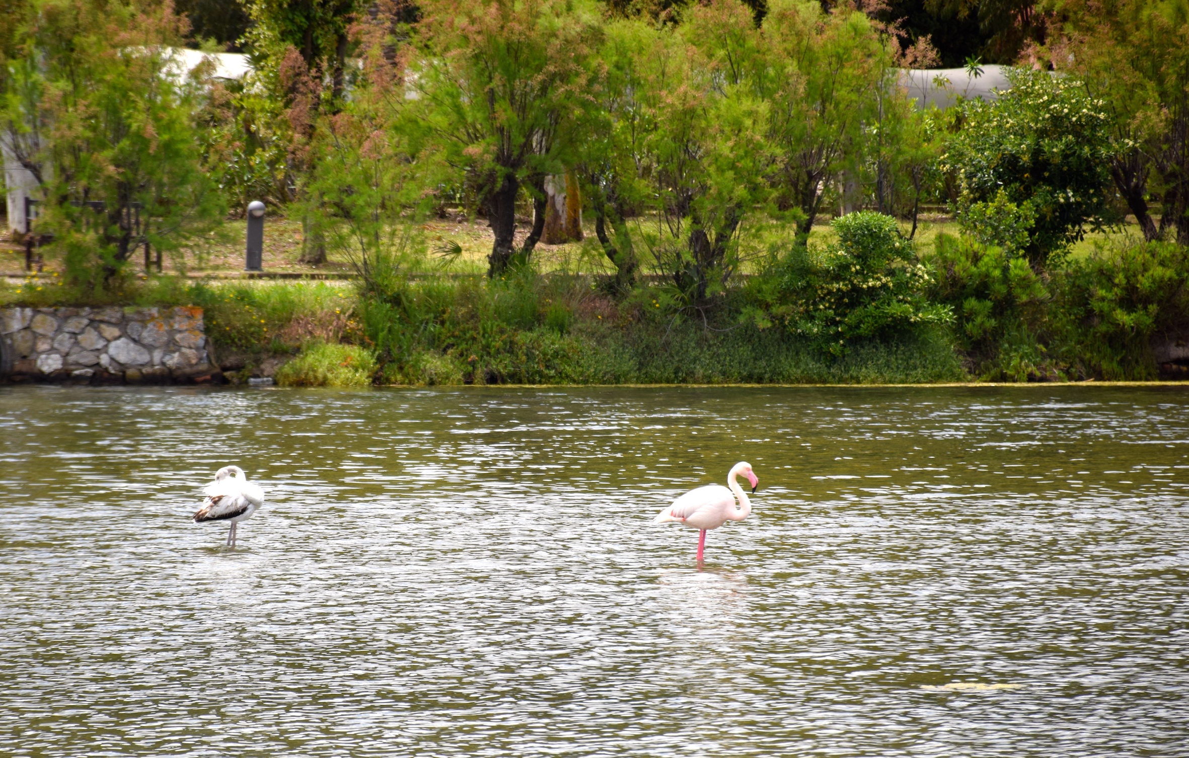 Fenicotteri1 - Foto Marco Tenucci