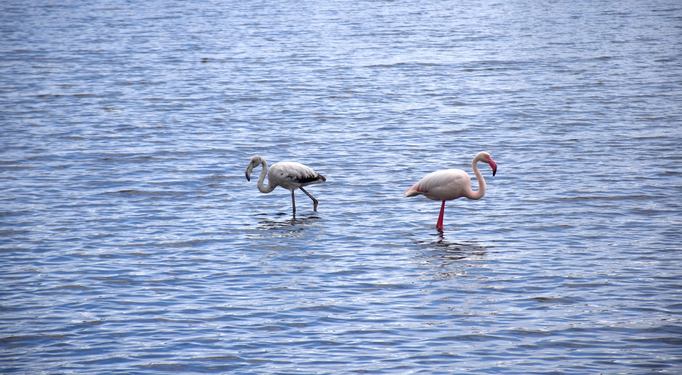 Fenicotteri2 - Foto Marco Tenucci