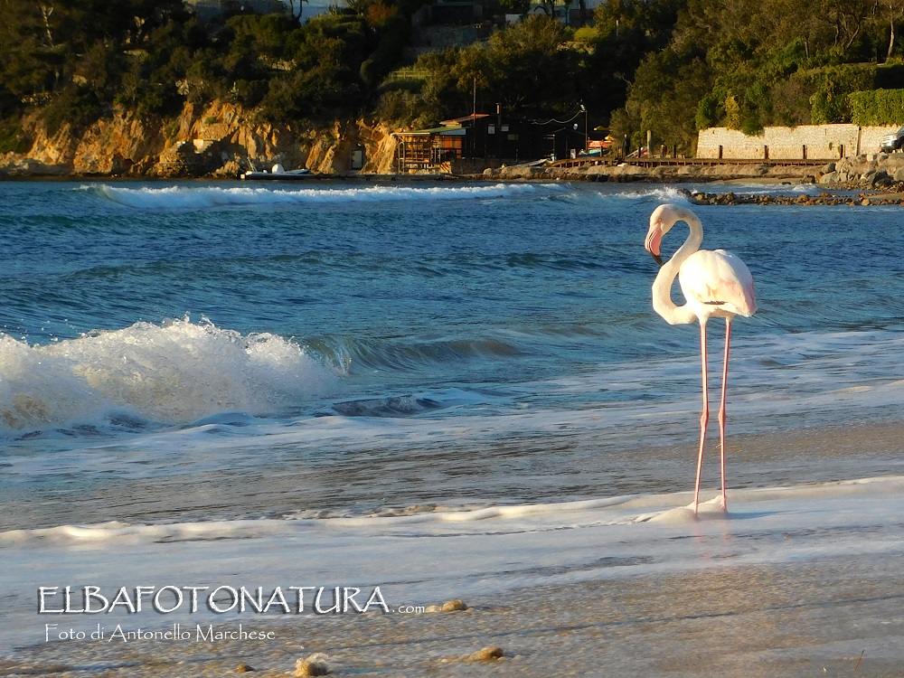 1 Copertina  fenicottero a procchio 2 maggio 2021 foto marchese (2)