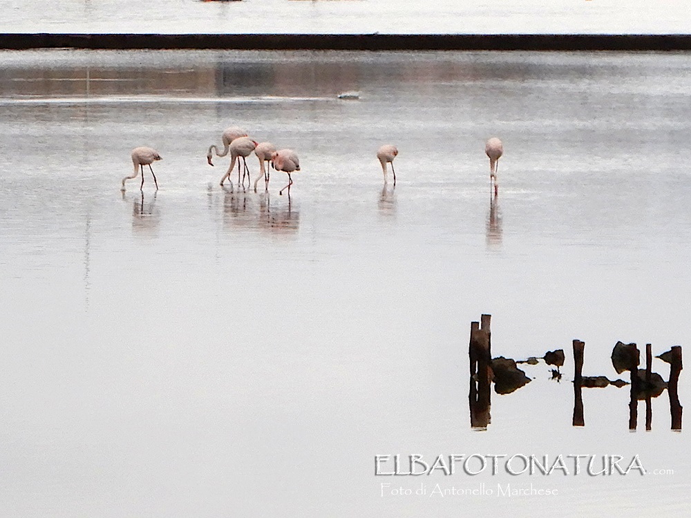 3 fenicotteri alle saline primo maggio 2021 foto marchese (2)