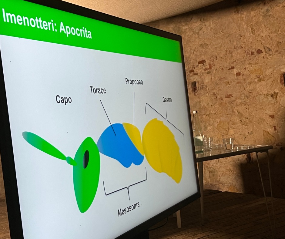 formiche arcipelago (1)