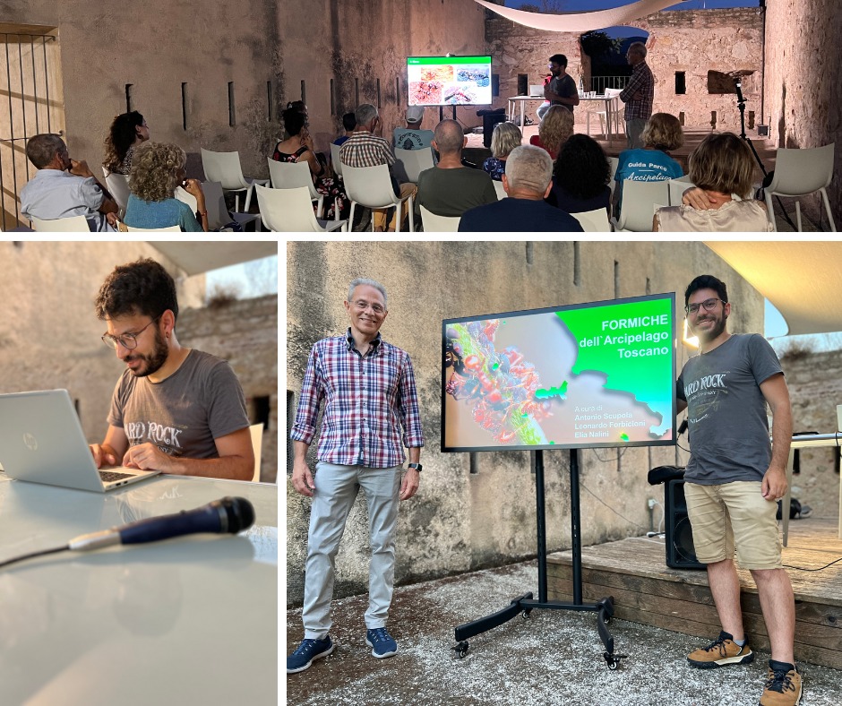 formiche arcipelago (4)