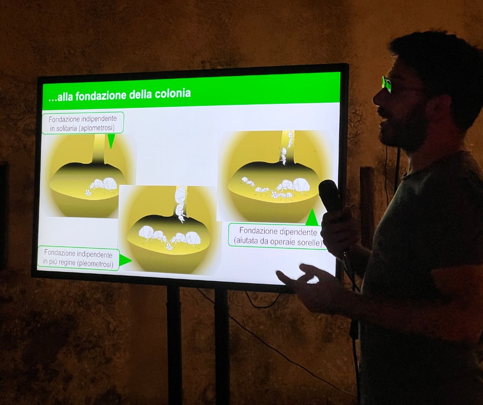 formiche arcipelago (6)