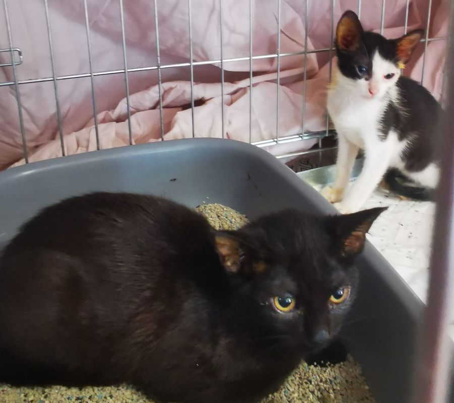 gattini abbandonati 1