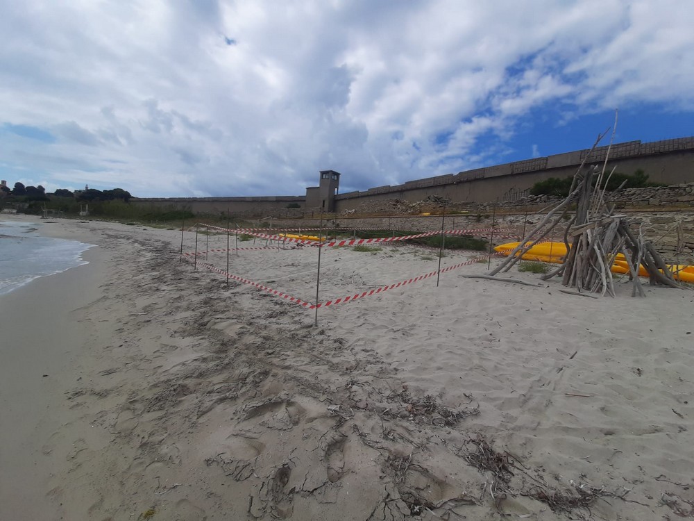 Nido Tartaruga Marina Pianosa 5