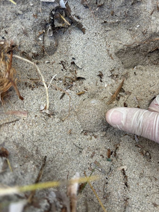 Pianosa quinta nidificazione 1