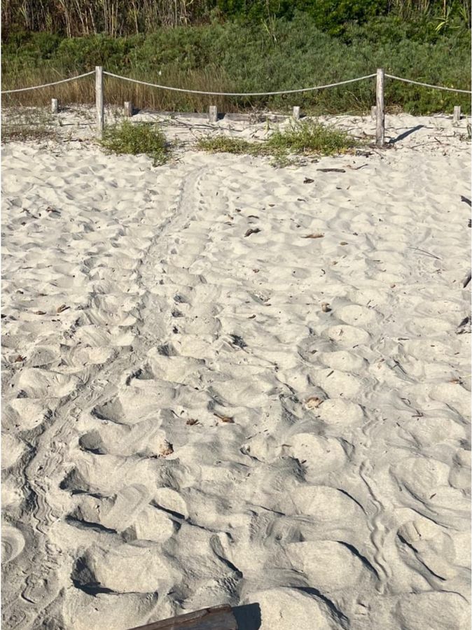 Pianosa quinta nidificazione 2 tracce