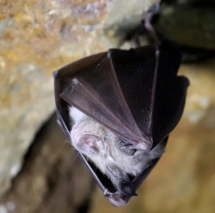 pipistrelli miniera Rossetto 5