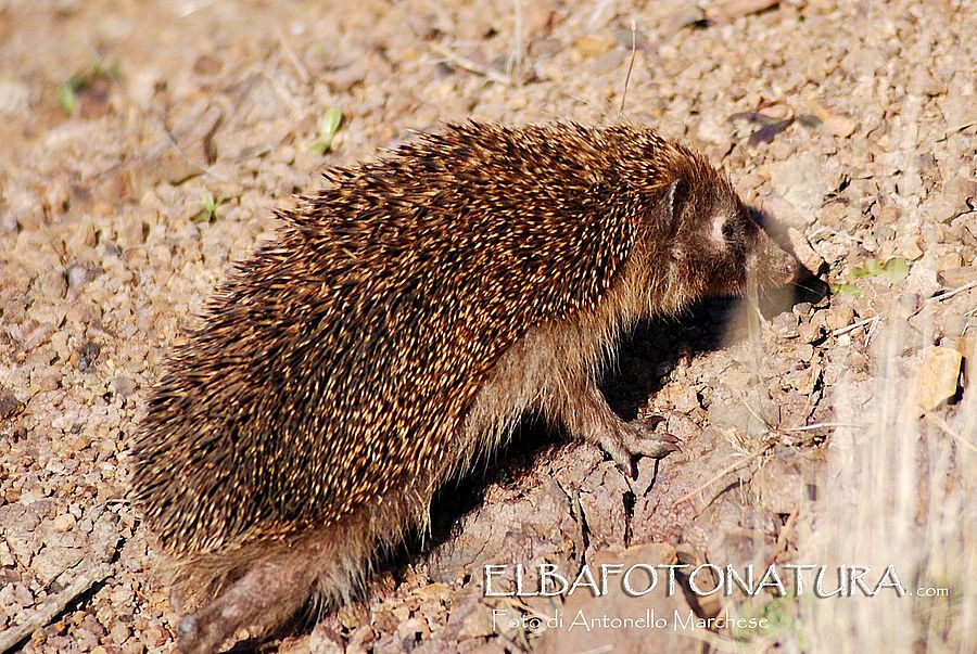 riccio foto marchese (2)