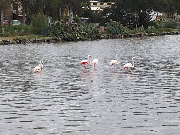 Fenicotteri  sei a San Giovanni  ter