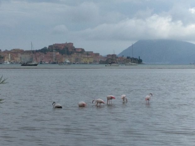 Fenicotteri a San giovanni quater