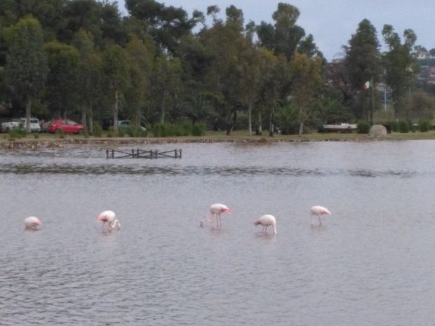 Fenicotteri a San giovanni quinque
