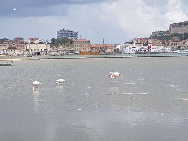 Fenicotteri sei a San Giovanni Bis